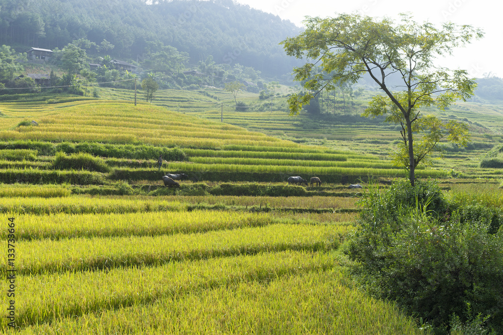 Asia rice field by harvesting season in Mu Cang Chai district, Yen Bai, Vietnam. Terraced paddy fields are used widely in rice, wheat and barley farming in east, south, and southeast Asia