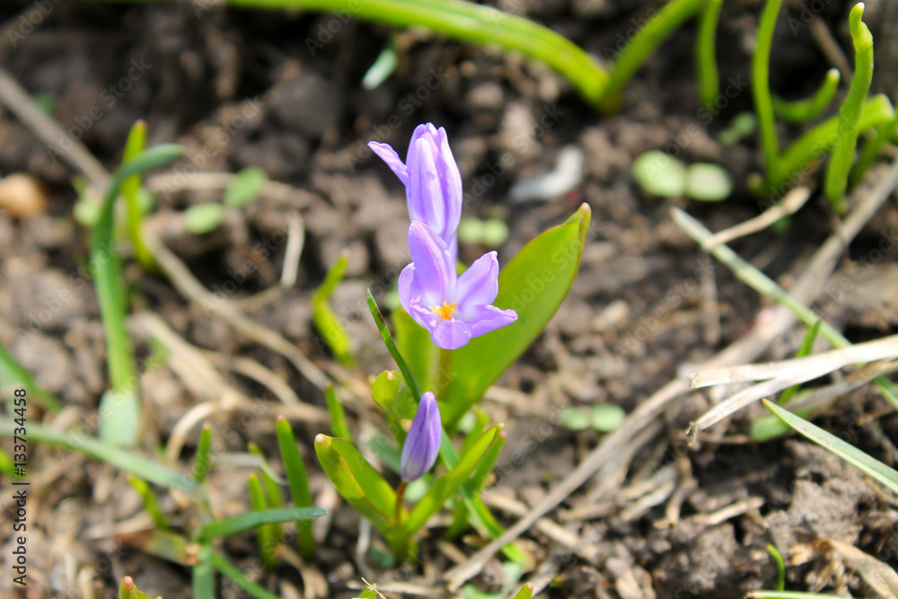 Purple glory-of-the-snow (chionodoxa luciliae) Purple glory-of-the-snow (chionodoxa luciliae)