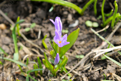 Purple glory-of-the-snow (chionodoxa luciliae)