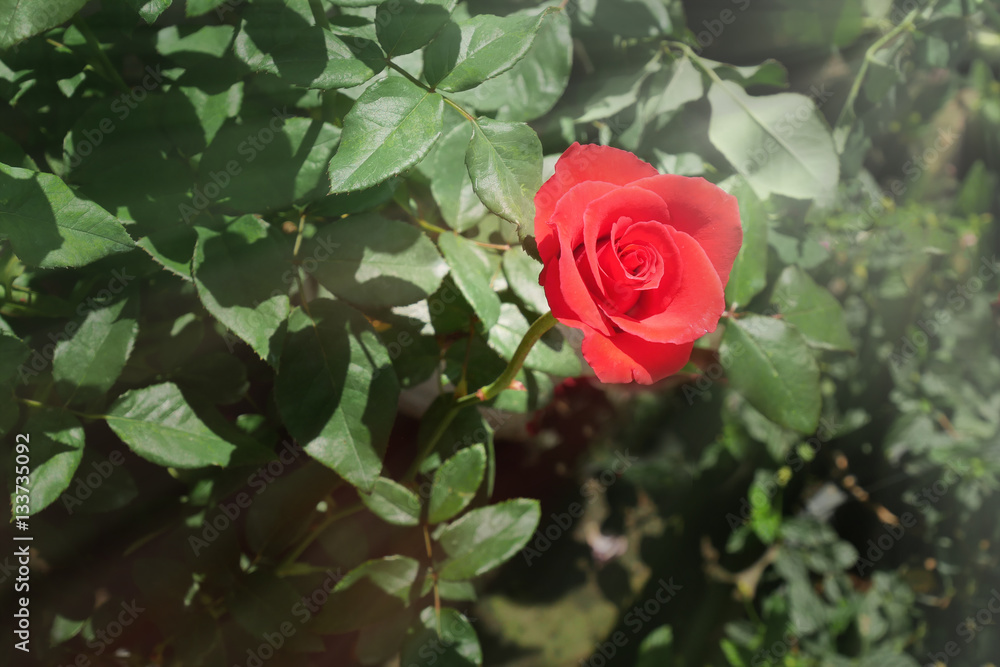 Red rose close up. Background. low light background.selective focus Red rose close up. Background. low light background.selective focus