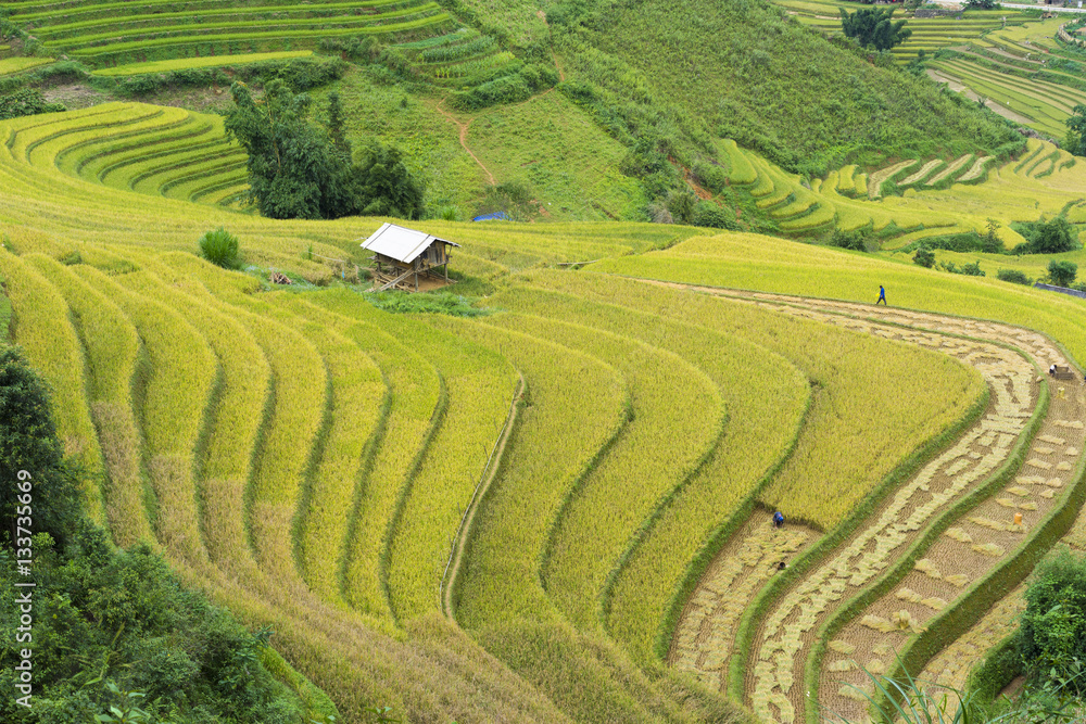 Asia rice field by harvesting season in Mu Cang Chai district, Yen Bai, Vietnam. Terraced paddy fields are used widely in rice, wheat and barley farming in east, south, and southeast Asia Asia rice field by harvesting season in Mu Cang Chai district, Yen Bai, Vietnam. Terraced paddy fields are used widely in rice, wheat and barley farming in east, south, and southeast Asia