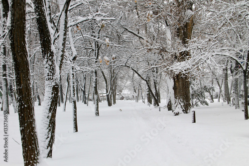 Winter landscape in the city park