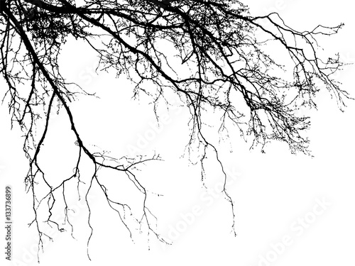 Realistic birch tree branches silhouette (Vector illustration).