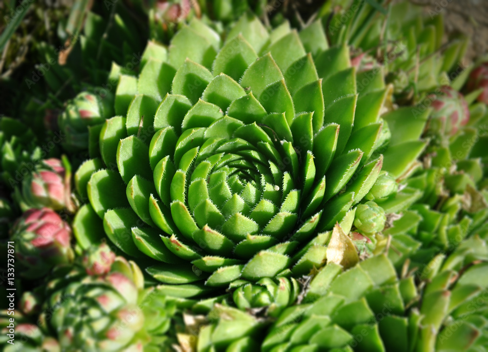 Green flower Sempervivum closeup for the alpine slide. Sacred floral geometry. Green flower Sempervivum closeup for the alpine slide. Sacred floral geometry.