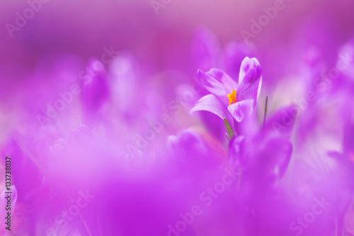 View of magic violet blooming spring flowers crocus growing  in wildlife. Beautiful macro photo of wildgrowing crocus in soft violet color © macrowildlife
