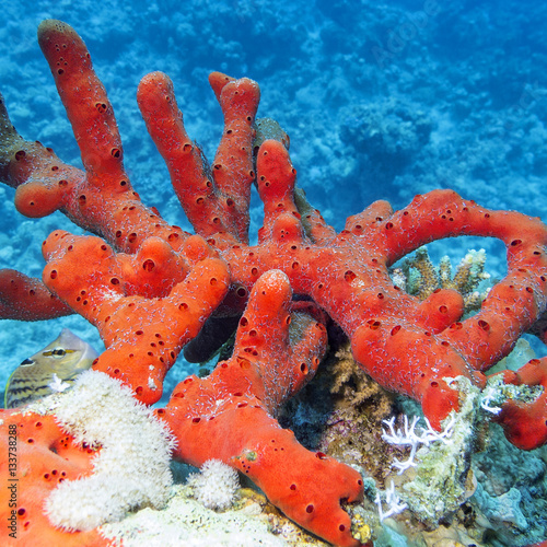 Sea red sponge  at the bottom of tropical sea