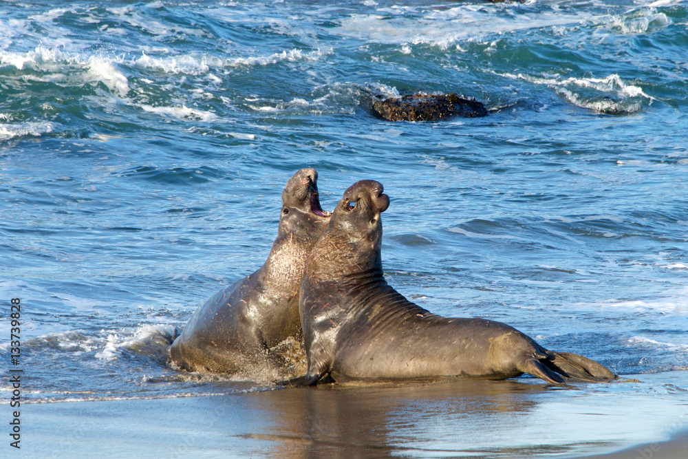 Obraz premium Two male bull elephant seals fighting on the beach in Central California. The bulls engage in fights of supremacy to determine who will get to mate with the females.