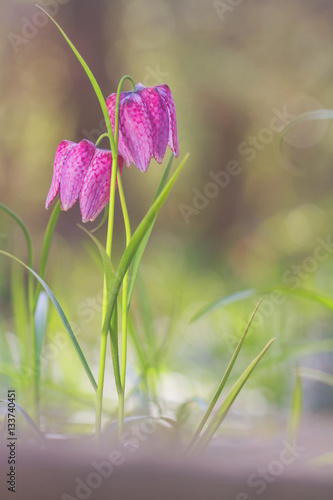 Amazing blooming of wold spring flowers in deep forest in wild. View of blooming spring flowers of fritillaria meleagris in nature