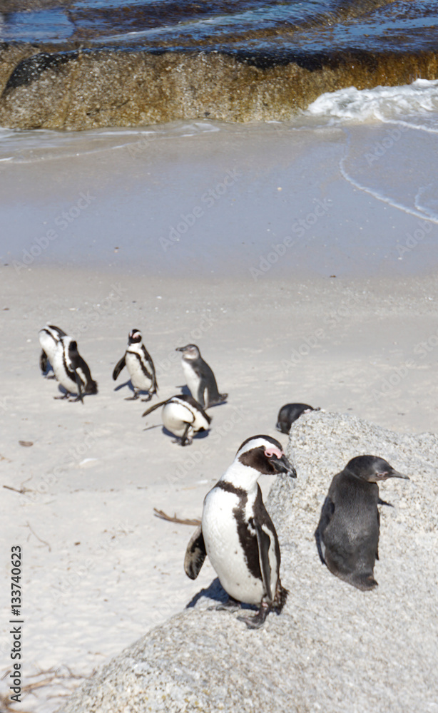 Fototapeta premium African Penguins colony at Boulders Beach, Table Mountain Nation