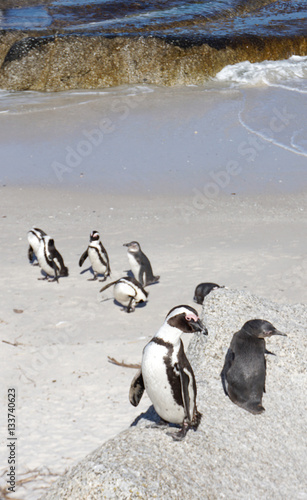 African Penguins colony at Boulders Beach  Table Mountain Nation
