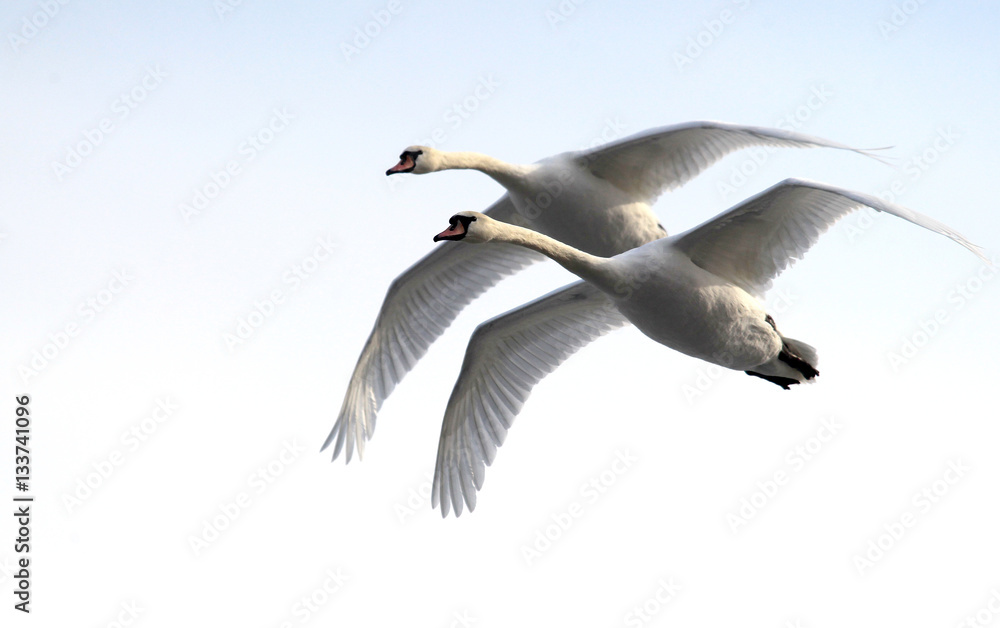 Naklejka premium Pair of swans flying over frozen river Danube covered with snow, in Belgrade, Zemun, Serbia.
