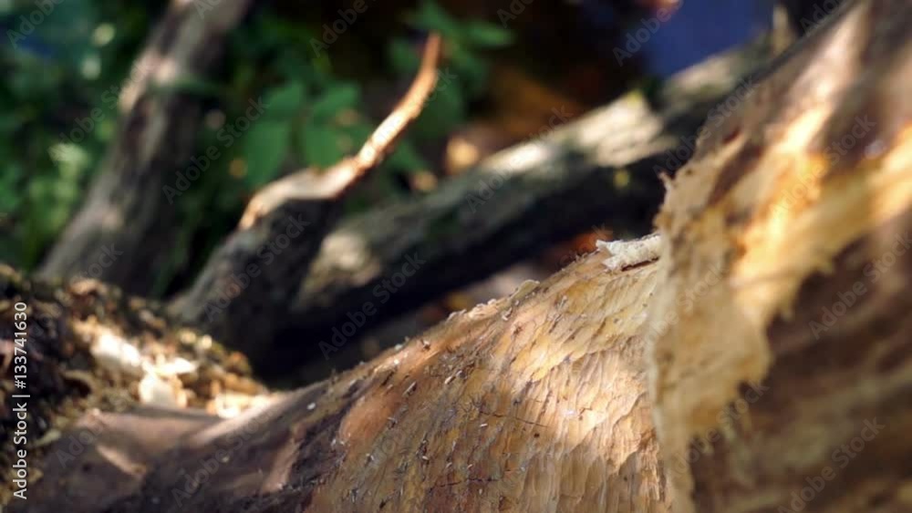 Close-up of the tree which is nibbled by beavers/part of the wood beaver stubby, close-up Close-up of the tree which is nibbled by beavers/part of the wood beaver stubby, close-up