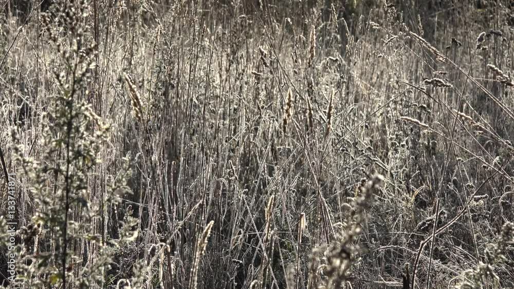 Frosty morning meadow grass in sunlight. 4K Frosty morning meadow grass in sunlight. 4K