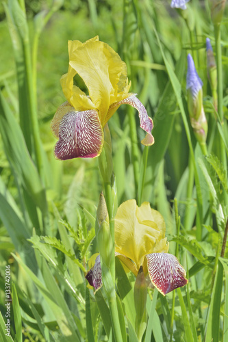 Fototapeta Naklejka Na Ścianę i Meble -  Flowers of cultivated iris 6