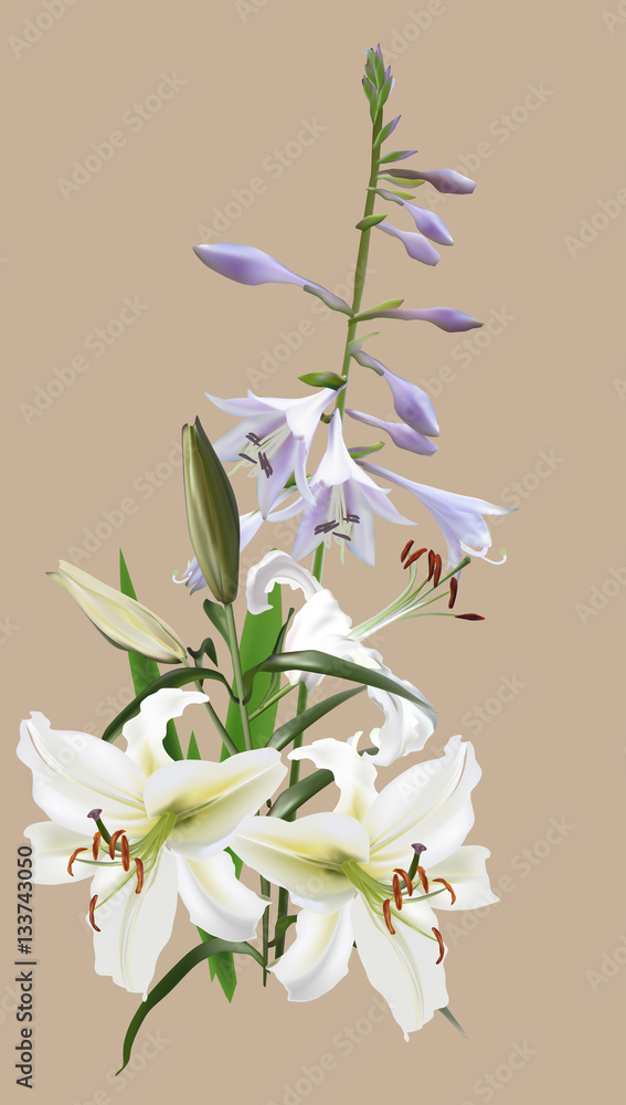white and lilac lily isolated on beige background