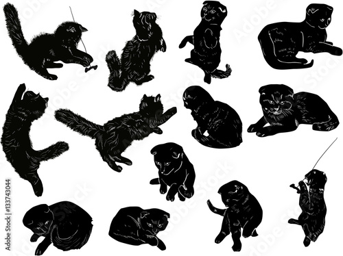 thirteen black kittens isolated collection