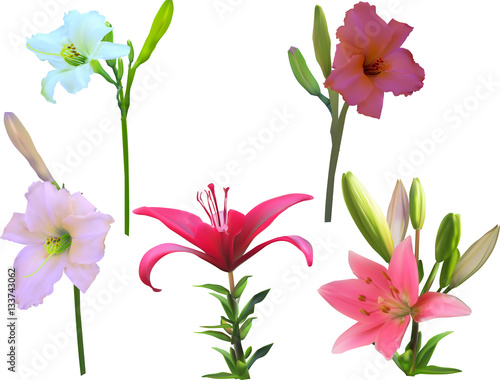 five isolated lily with stems flowers collection