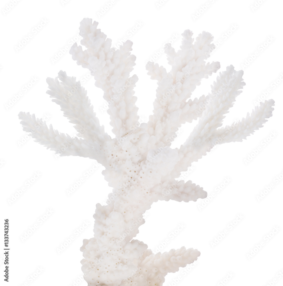Fototapeta premium isolated white coral small branch