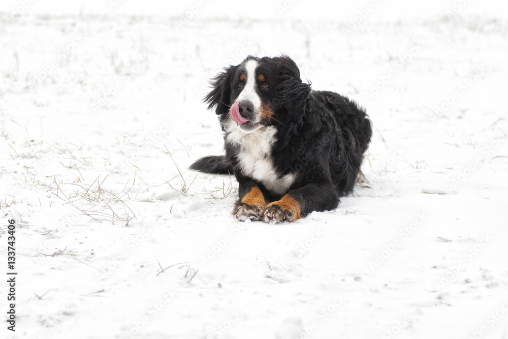 Bernese Mountain Dog outdoors, winter walk