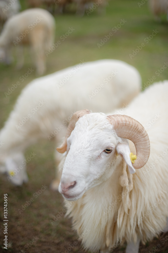 Obraz premium The sheep