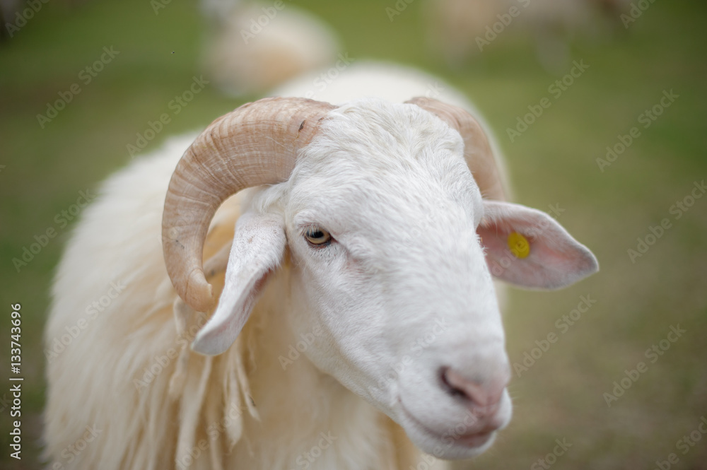 Fototapeta premium The sheep