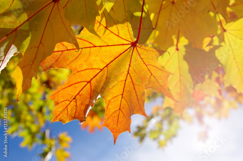 Autumnal maple leaves in blue background