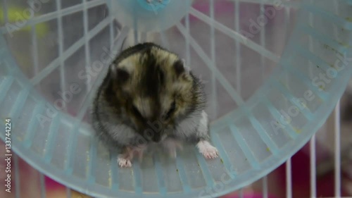 Grey dwarf hamster Gray Hamster washes macro