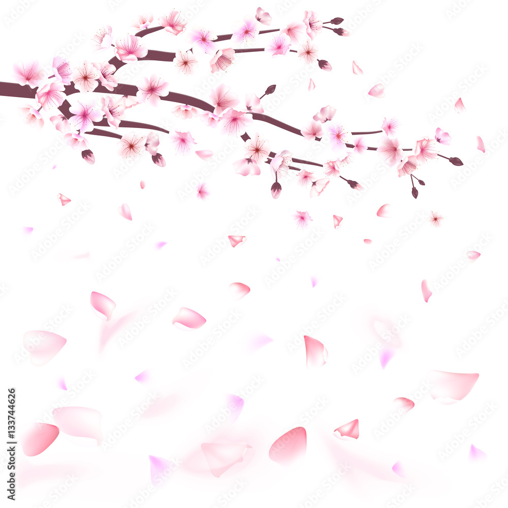 Realistic sakura japan cherry branch with blooming flowers vector illustration