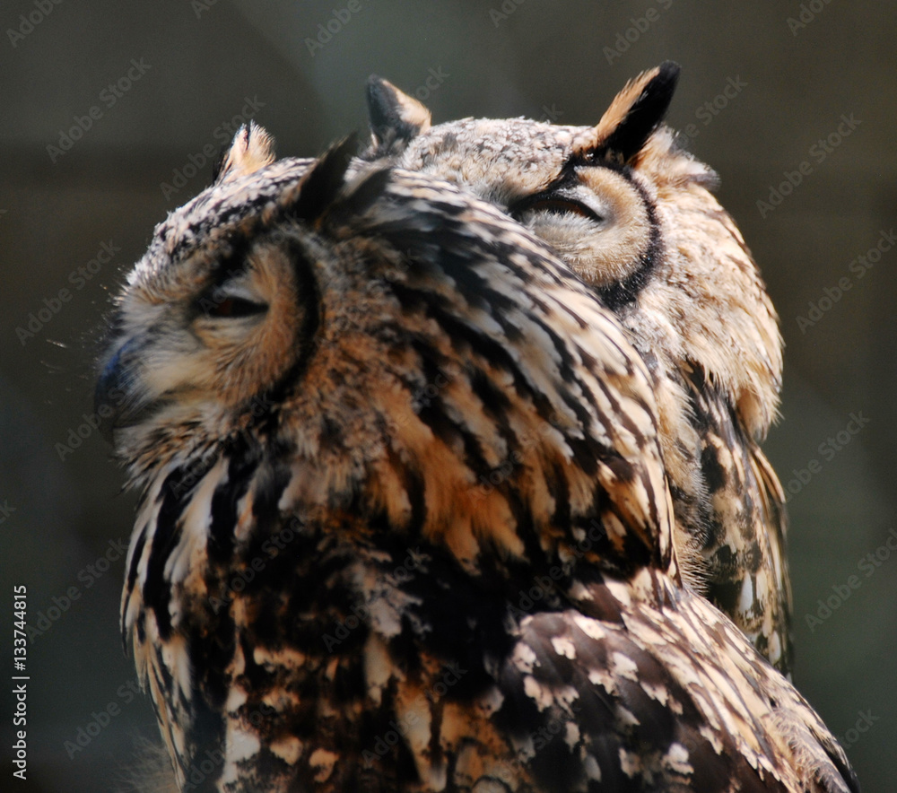Obraz premium Owls 3