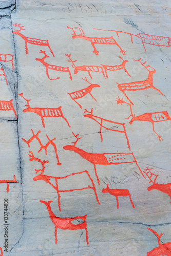 Rock carvings depicting a big herd of reindeers. Alta rock art, Norway