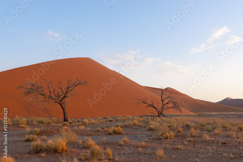 Bäume vor den Dünen, Namib Wüste, Namibia