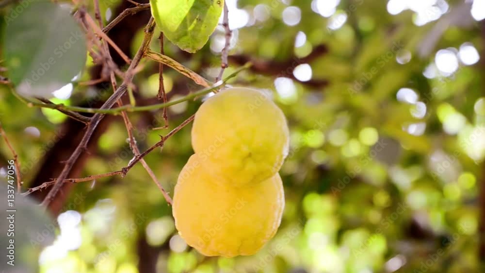 Yellow Organic Lemons Are Hanging On The Tree In The Farm Yellow Organic Lemons Are Hanging On The Tree In The Farm
