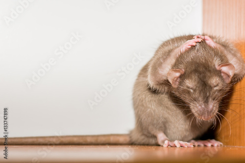 the rat closes the head paws