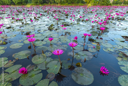 Fototapeta Naklejka Na Ścianę i Meble -  The Lotus Flower.Background is the leaf and bud of lotus flower.