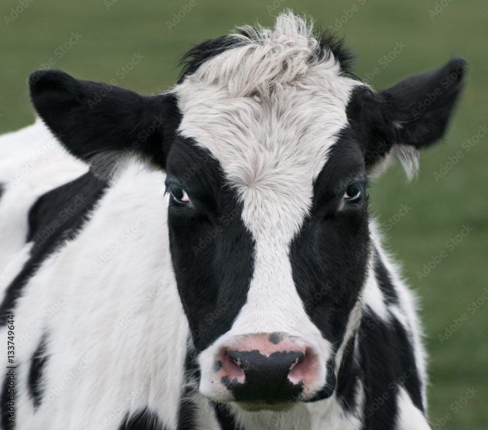 Cow Portrait