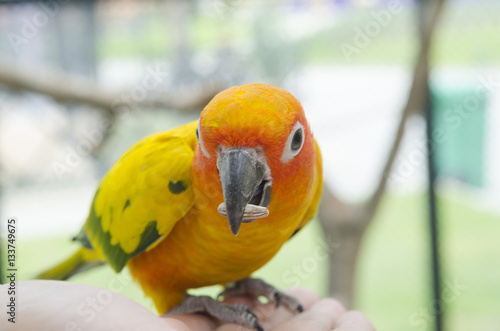 Bird feeding on hand