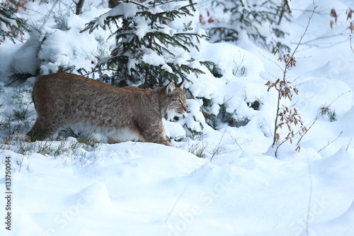 Canvas Print Euroasian lynx hunting mode in the bavarian national park in eastern germany, eu