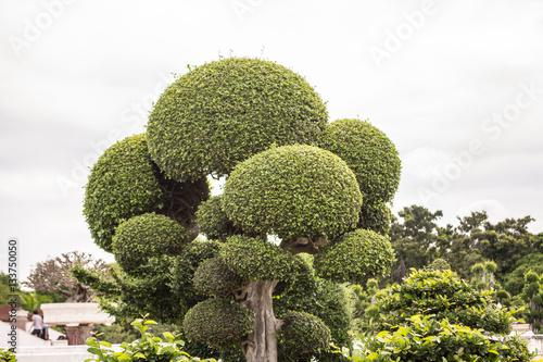 Tree is in a Buddhist park in Nakhon Pathom Province of Thailand.