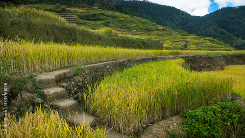 Paved Steps and Hiking Path Leading Through Green Rice Terraces in Ifugao, Luzon - Philippines