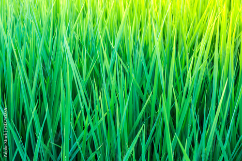 green fresh paddy leaf  background in summer .