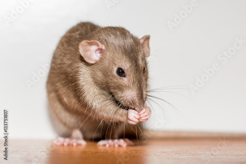 beautiful skewbald rat