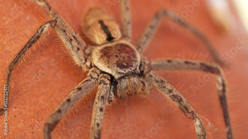 Grande araignée poilue des pays chauds, Cairns, Australie