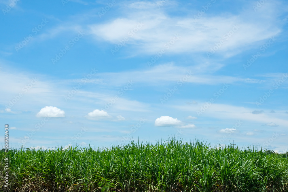 Sugarcane field with blue sky and cloud in Thailand Sugarcane field with blue sky and cloud in Thailand