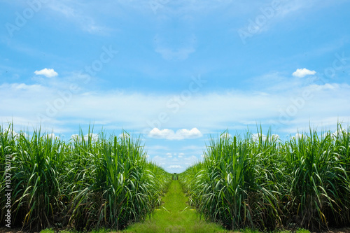 Sugarcane field and road with white cloud in Thailand