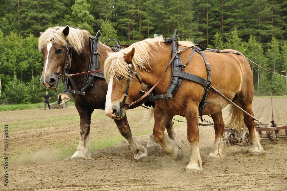 Working horse with a farm field in a cultural landscape Working horse with a farm field in a cultural landscape
