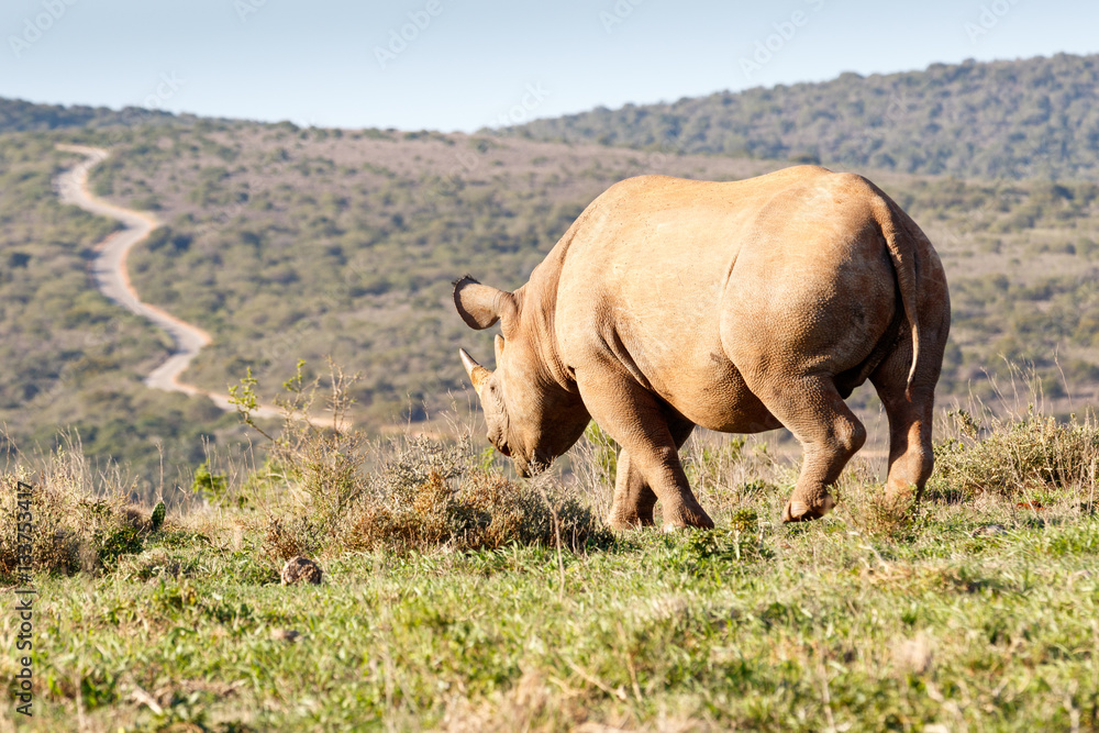 Fototapeta premium Black Rhinoceros horn showing the path