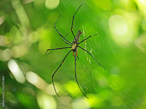 Grande araignée noire et jaune carnivore au milieue de sa toile, Australie.