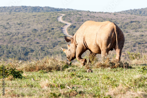 Black Rhinoceros lifting his leg