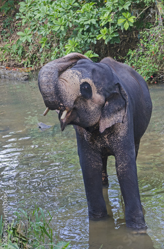 Sri lanka