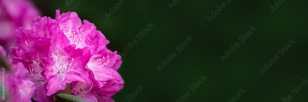 Frühlingsbanner - rhododendron blüte mit textfreiraum Frühlingsbanner - rhododendron blüte mit textfreiraum